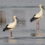 Oriental Storks (image by Mark Beaman)