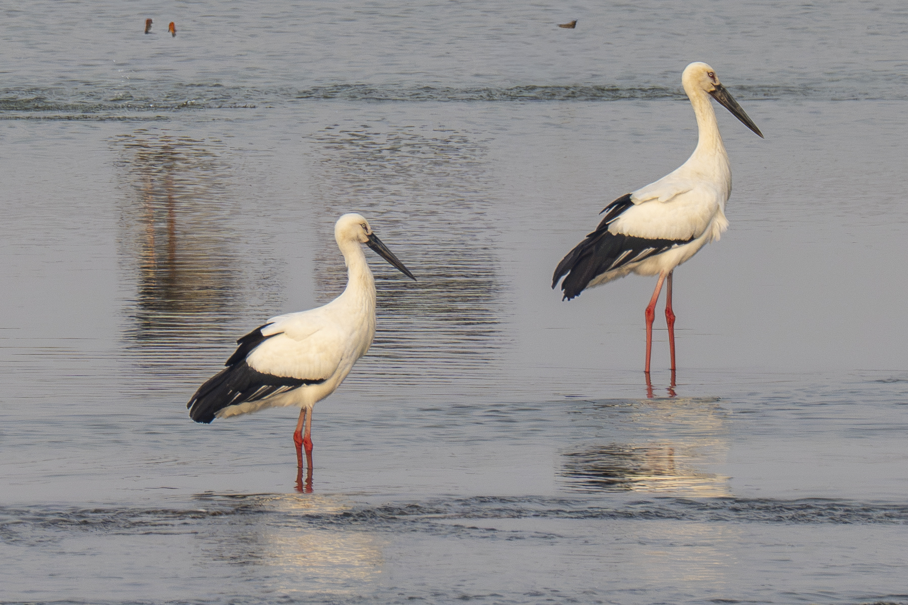 Oriental Storks (image by Mark Beaman)