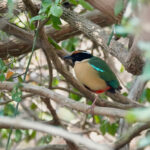 Ornate Pitta (image by Craig Robson)