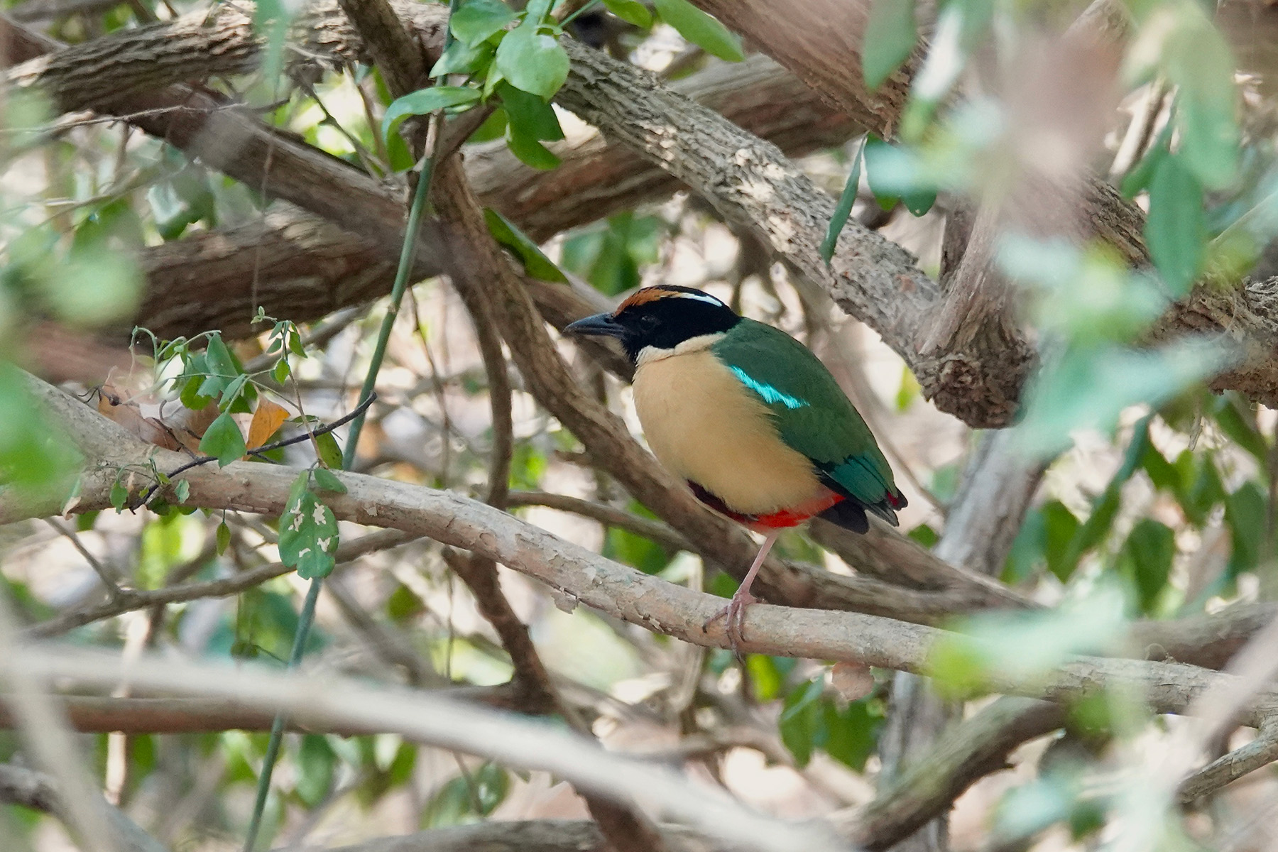 Ornate Pitta (image by Craig Robson)