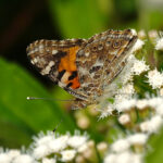 Painted Lady (image by Craig Robson)