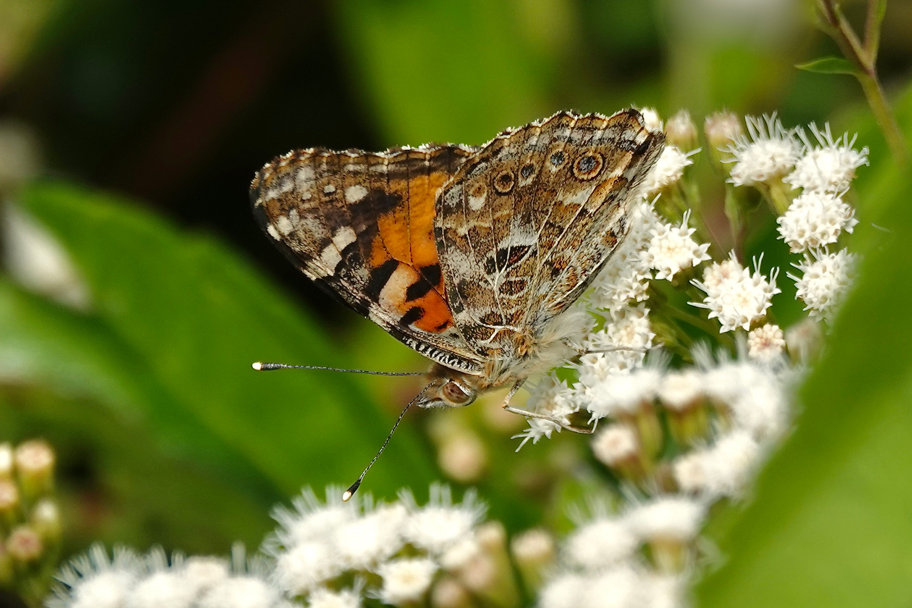 Painted Lady (image by Craig Robson)