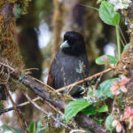 Pale-billed Antpitta (image by Leo Garrigues)