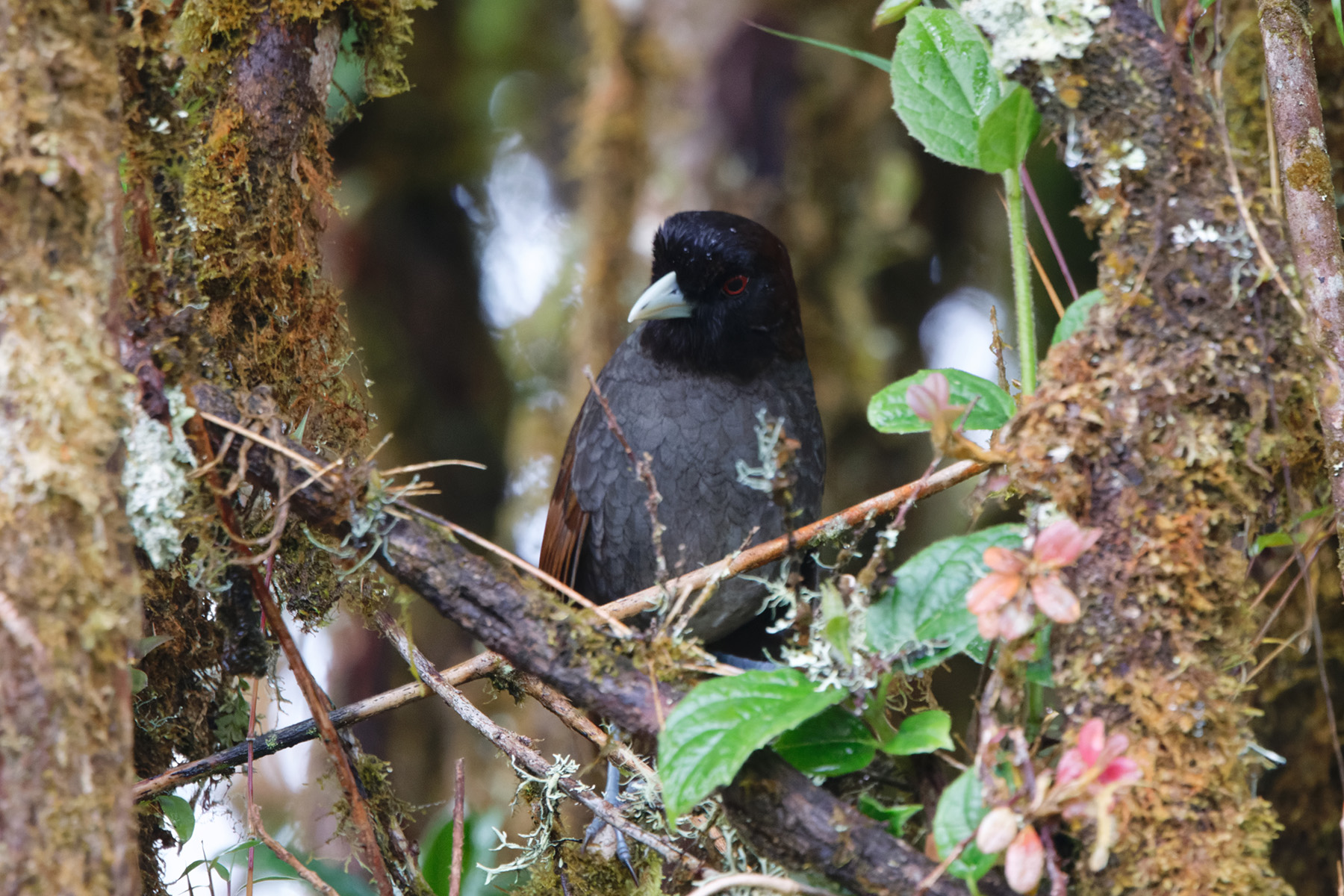 Pale-billed Antpitta (image by Leo Garrigues)