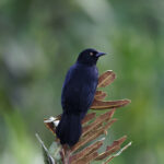 Pale-eyed Blackbird (image by Leo Garrigues)