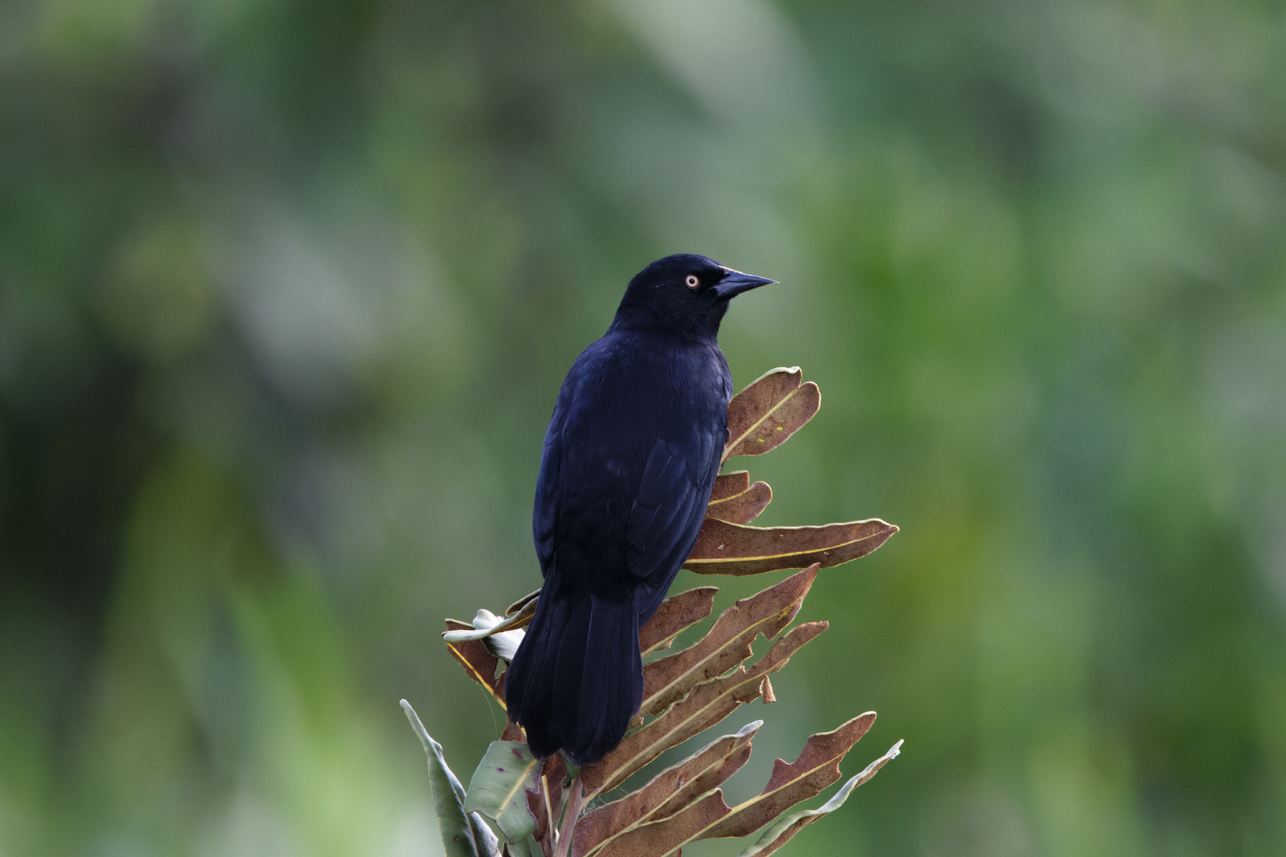 Pale-eyed Blackbird (image by Leo Garrigues)