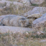 Pallas's Cat (image by Mark Beaman)