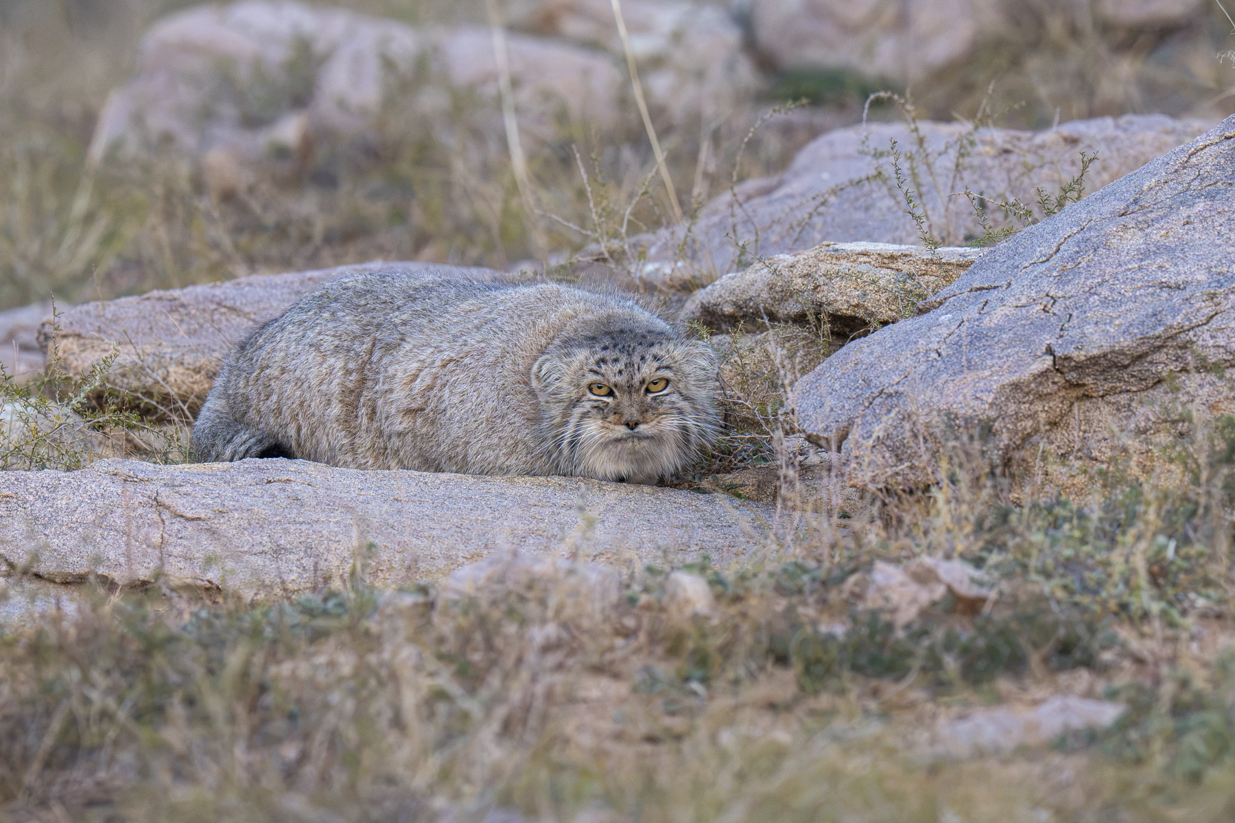 Pallas's Cat (image by Mark Beaman)