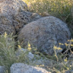 I am just a rock... (image by Mark Beaman)