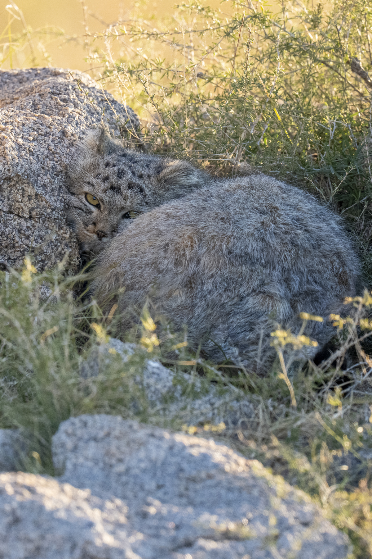I am just a rock... (image by Mark Beaman)