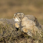 A Pallas's Cat bursts from cover (image by Mark Beaman)