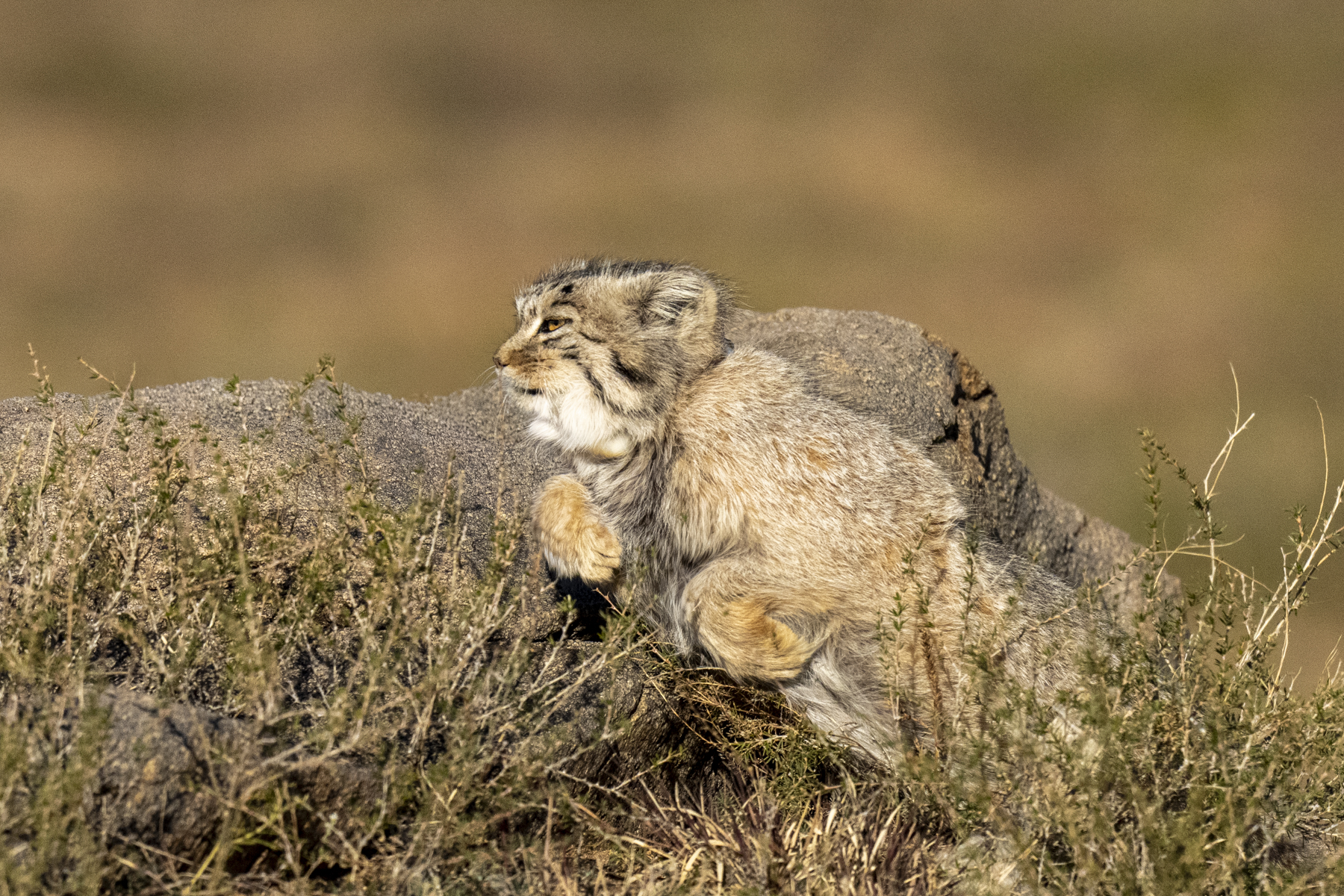 A Pallas's Cat bursts from cover (image by Mark Beaman)