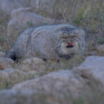 A Pallas's Cat tasting the wind (image by Mark Beaman)