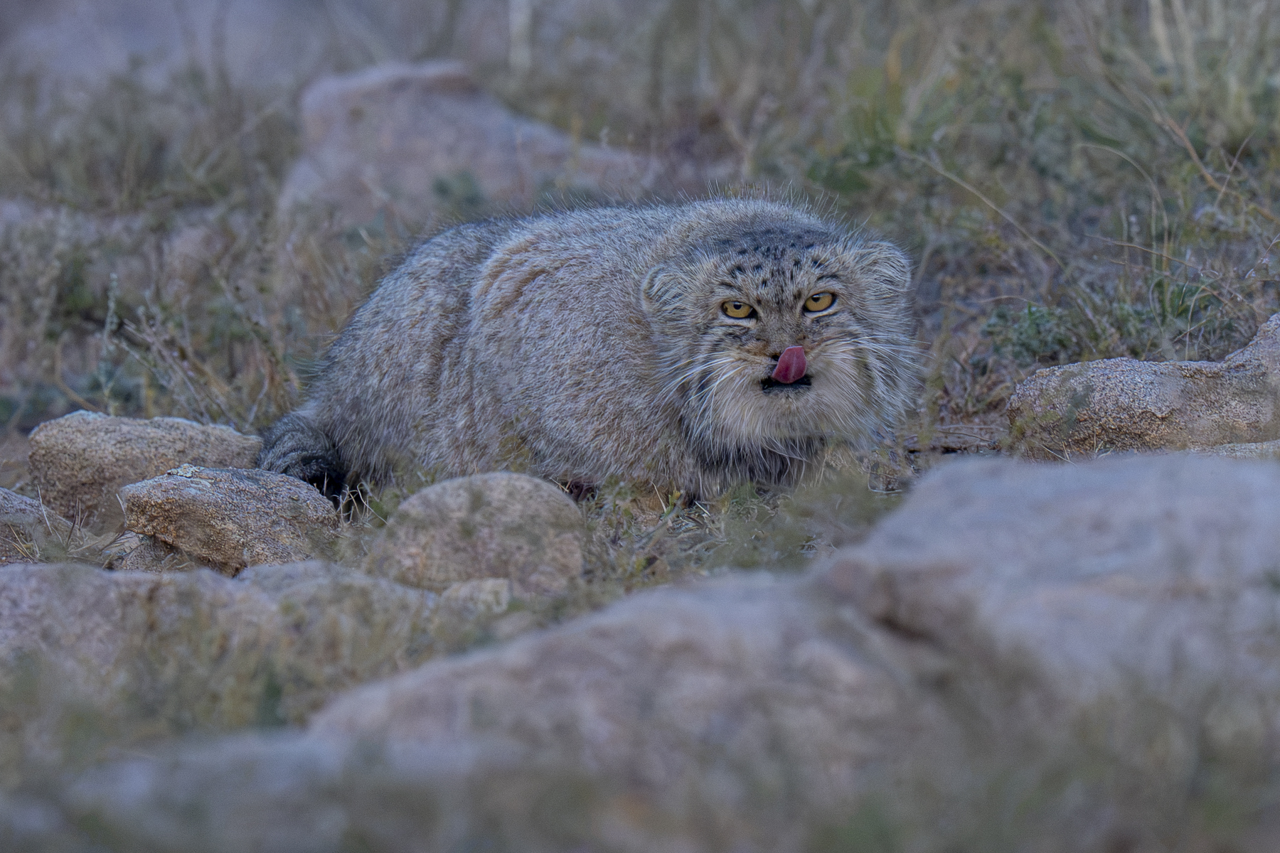 A Pallas's Cat tasting the wind (image by Mark Beaman)