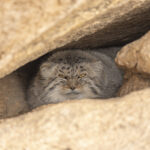 Pallas's Cat in its den (image by Mark Beaman)