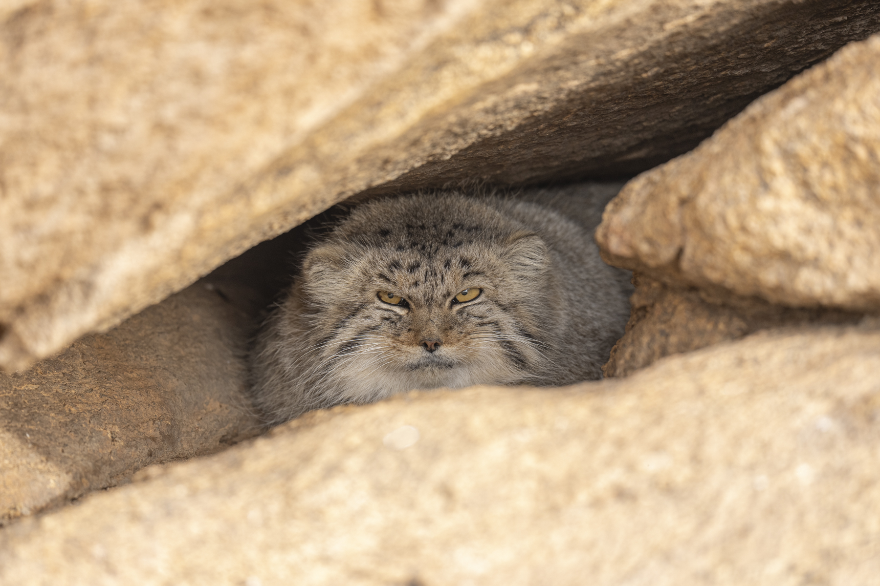 Pallas's Cat in its den (image by Mark Beaman)