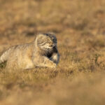Pallas's Cat (image by Mark Beaman)