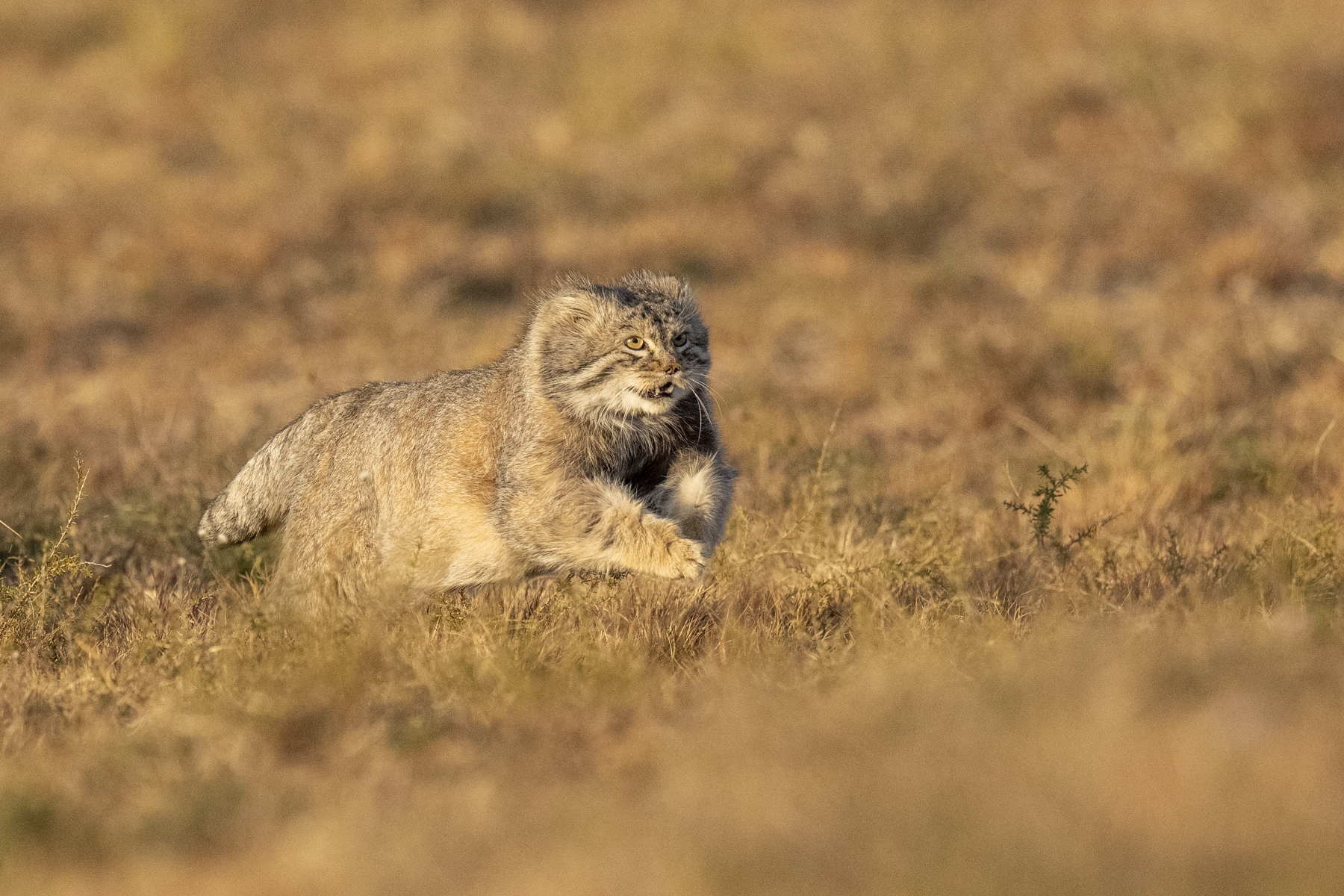 Pallas's Cat (image by Mark Beaman)