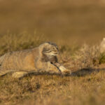 Pallas's Cat (image by Mark Beaman)
