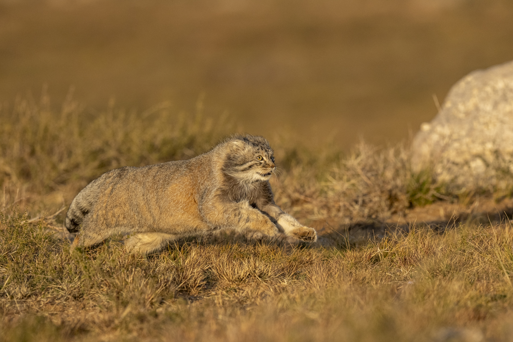 Pallas's Cat (image by Mark Beaman)