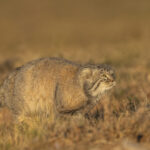 Pallas's Cat (image by Mark Beaman)