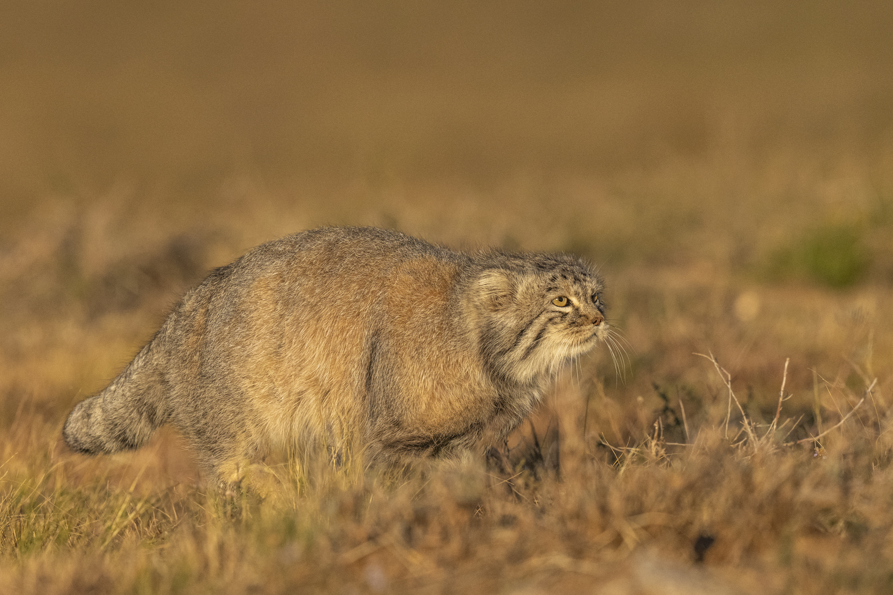 Pallas's Cat (image by Mark Beaman)