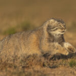 Pallas's Cat (image by Mark Beaman)