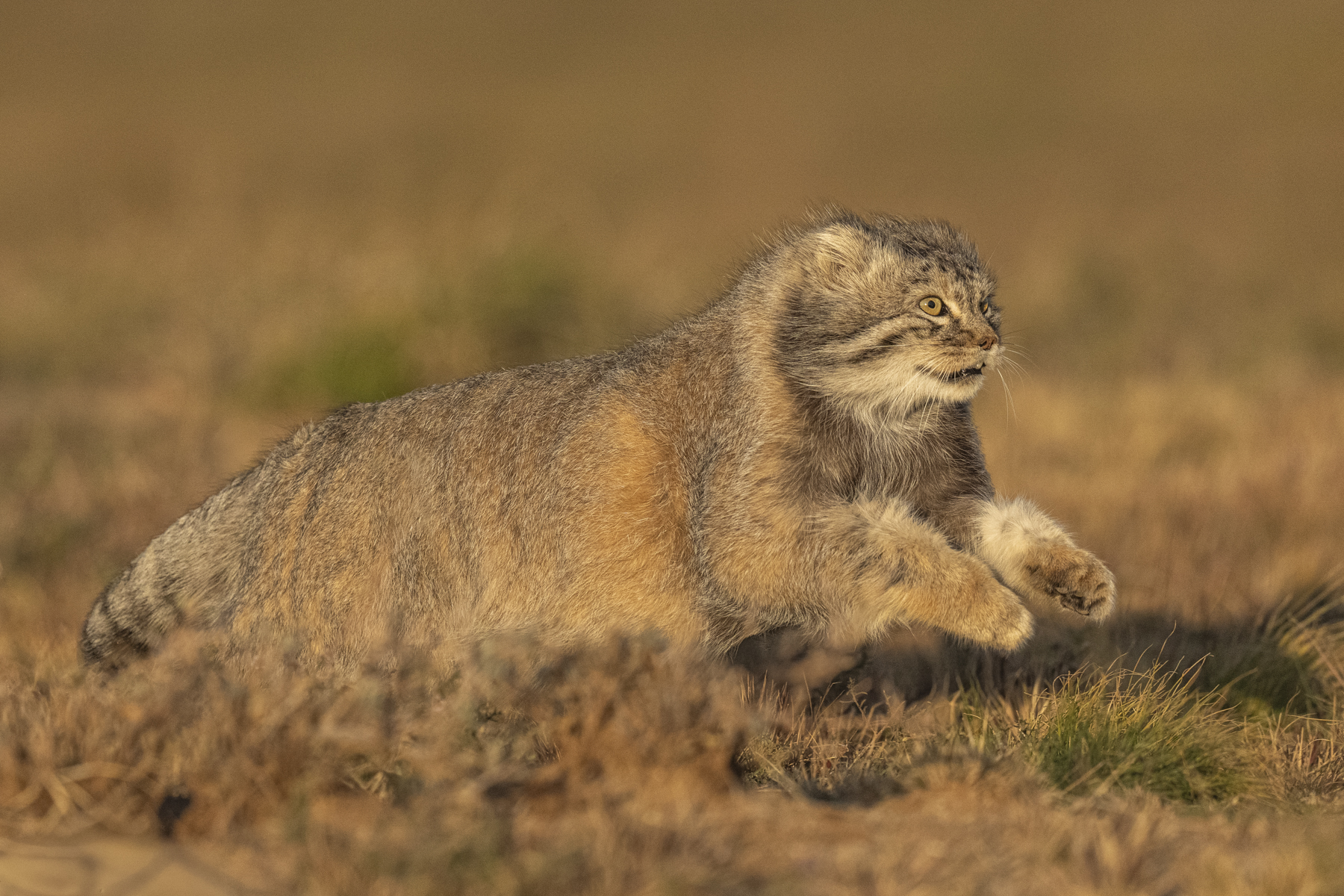 Pallas's Cat (image by Mark Beaman)