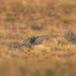 I am just a rock, so you voles and gerbils don't need to worry... (image by Mark Beaman)