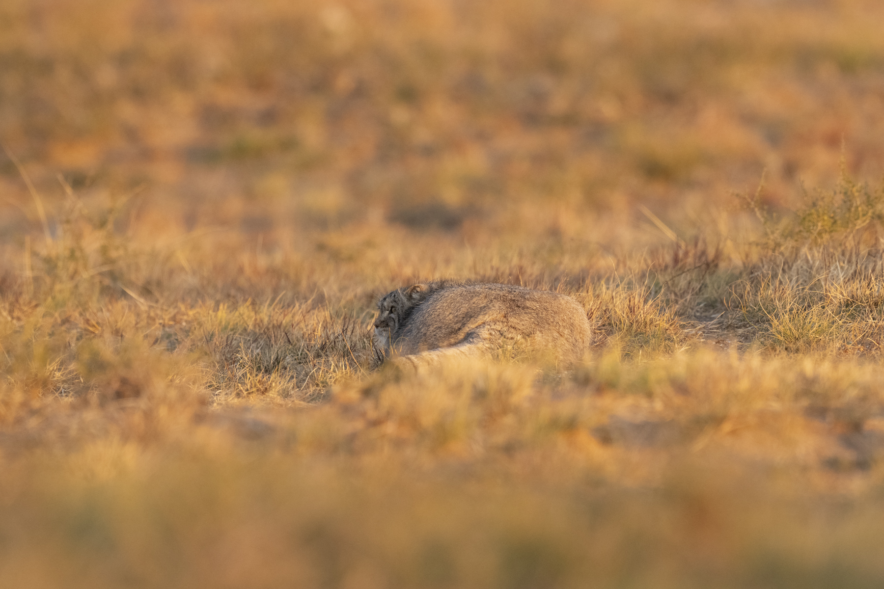 I am just a rock, so you voles and gerbils don't need to worry... (image by Mark Beaman)