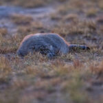 After sunset, Pallas's Cats become more active (image by Mark Beaman)