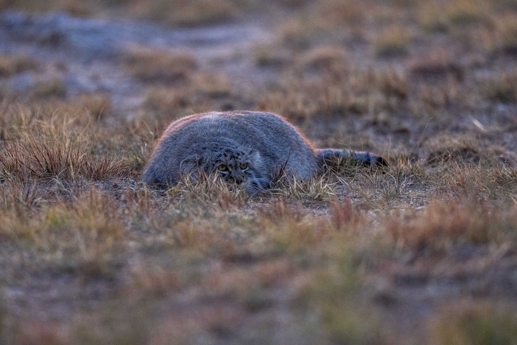After sunset, Pallas's Cats become more active (image by Mark Beaman)