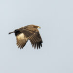 Pallas's Fish Eagle (image by Mark Beaman)