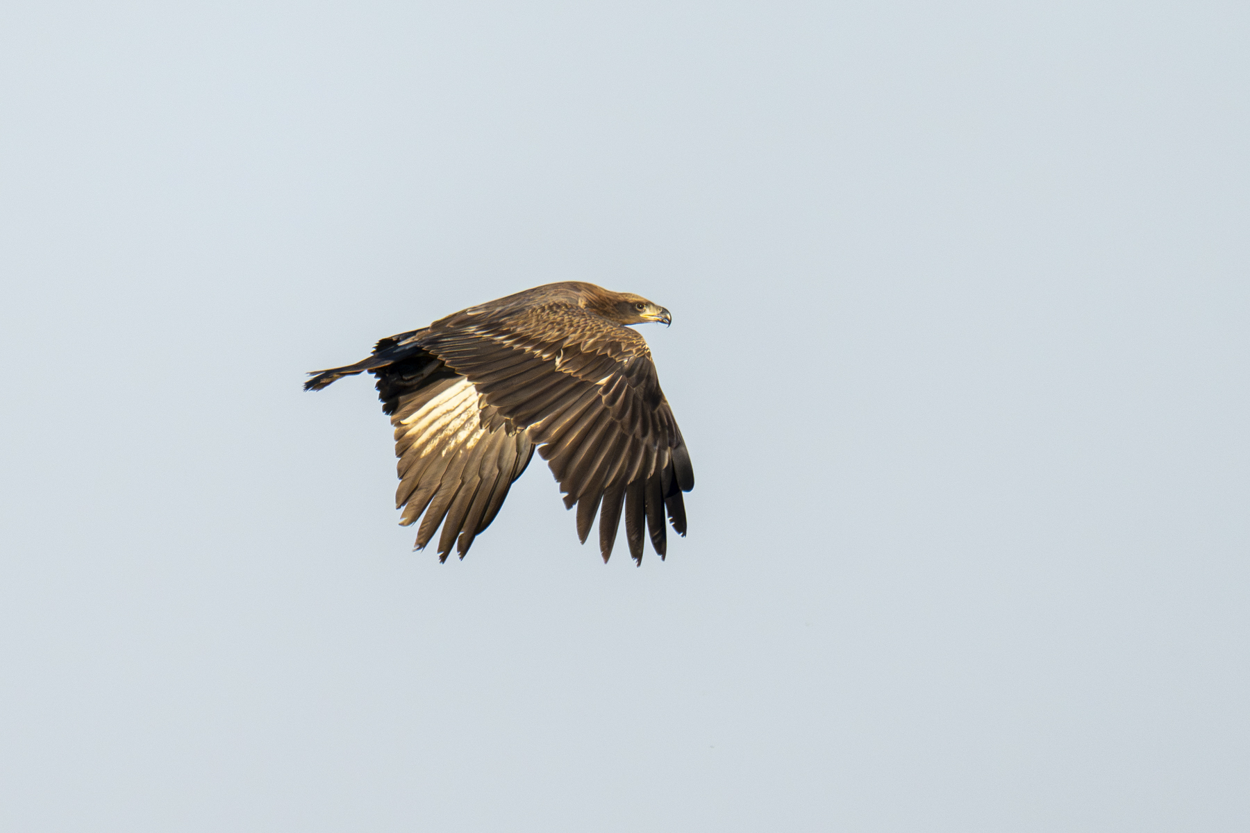 Pallas's Fish Eagle (image by Mark Beaman)