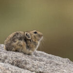 Pallas's Pika (image by Mark Beaman)