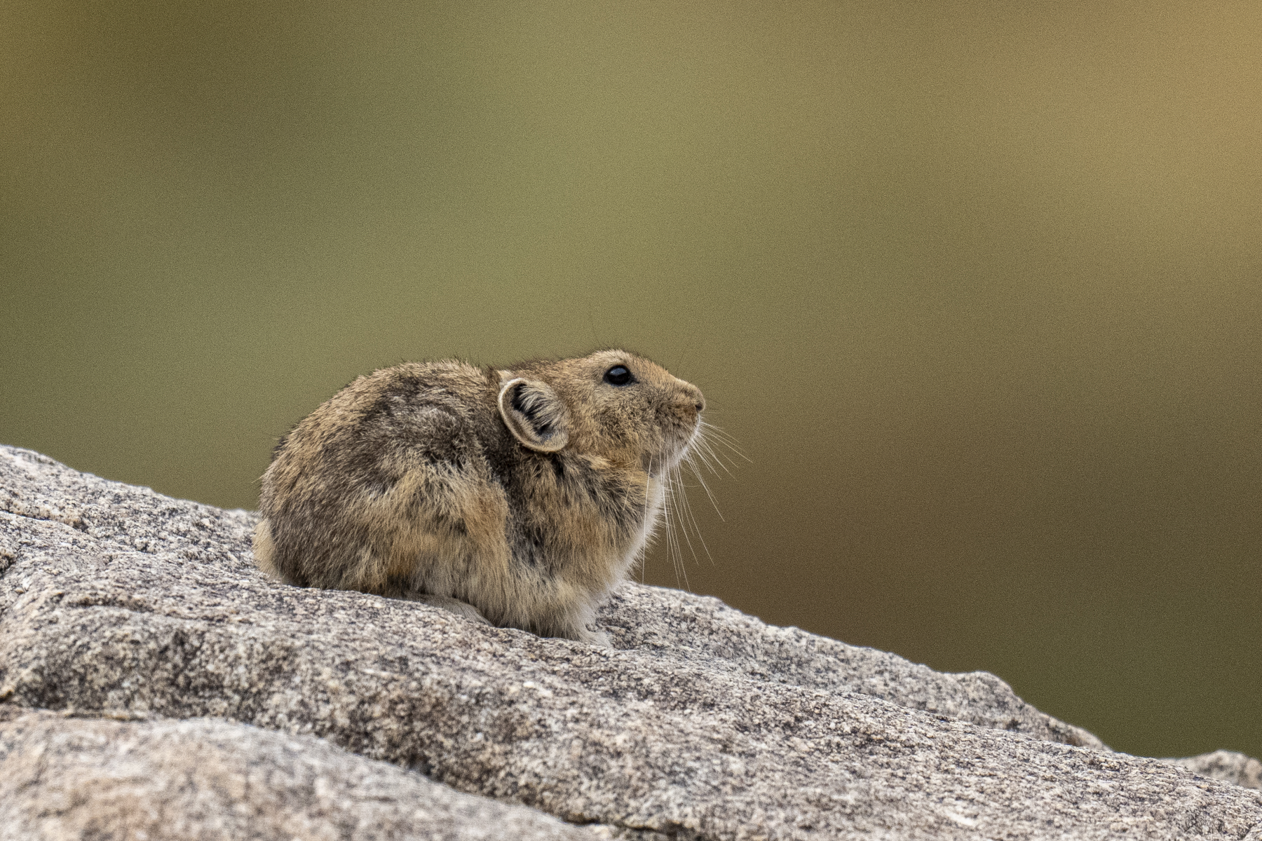 Pallas's Pika (image by Mark Beaman)