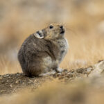 Pallas's Pika (image by Mark Beaman)