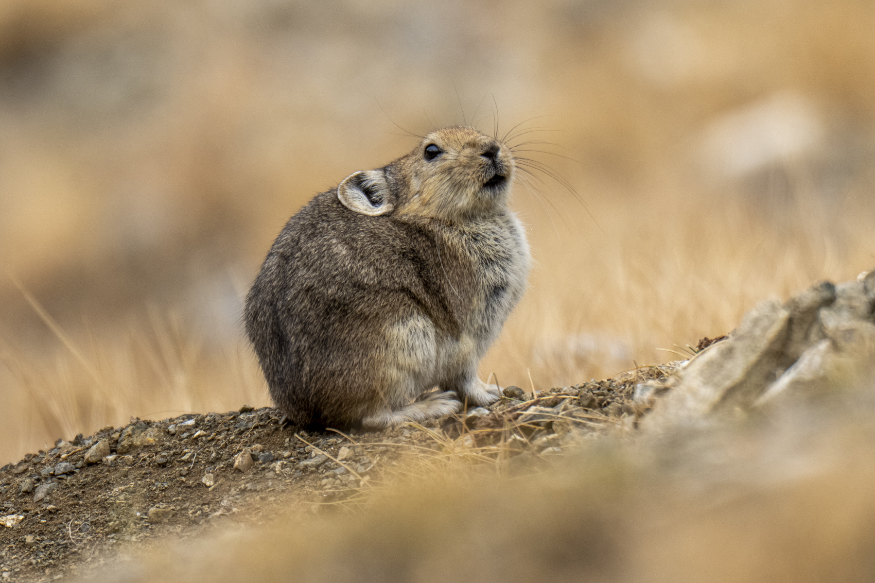 Pallas's Pika (image by Mark Beaman)