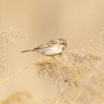Pallas's Reed Bunting (image by Mark Beaman)