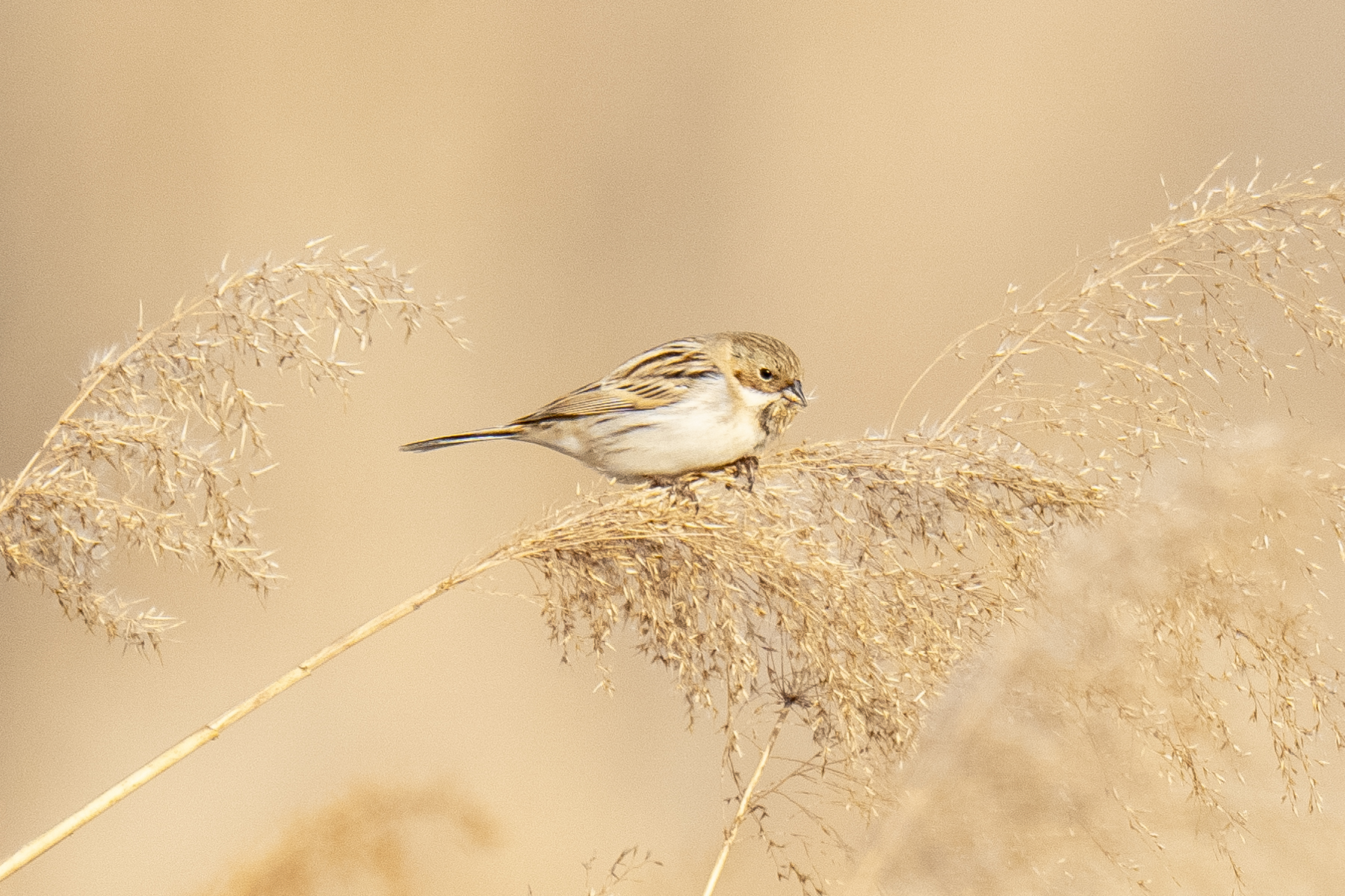 Pallas's Reed Bunting (image by Mark Beaman)