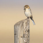 Pallas's Reed Bunting (image by Mark Beaman)
