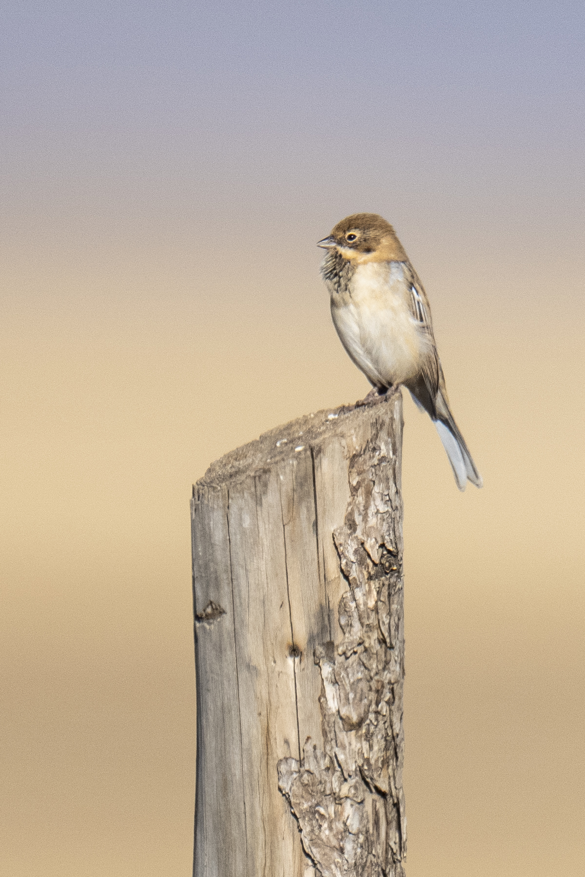 Pallas's Reed Bunting (image by Mark Beaman)