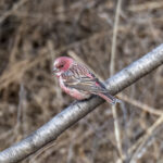 Pallas's Rosefinch (image by Mark Beaman)