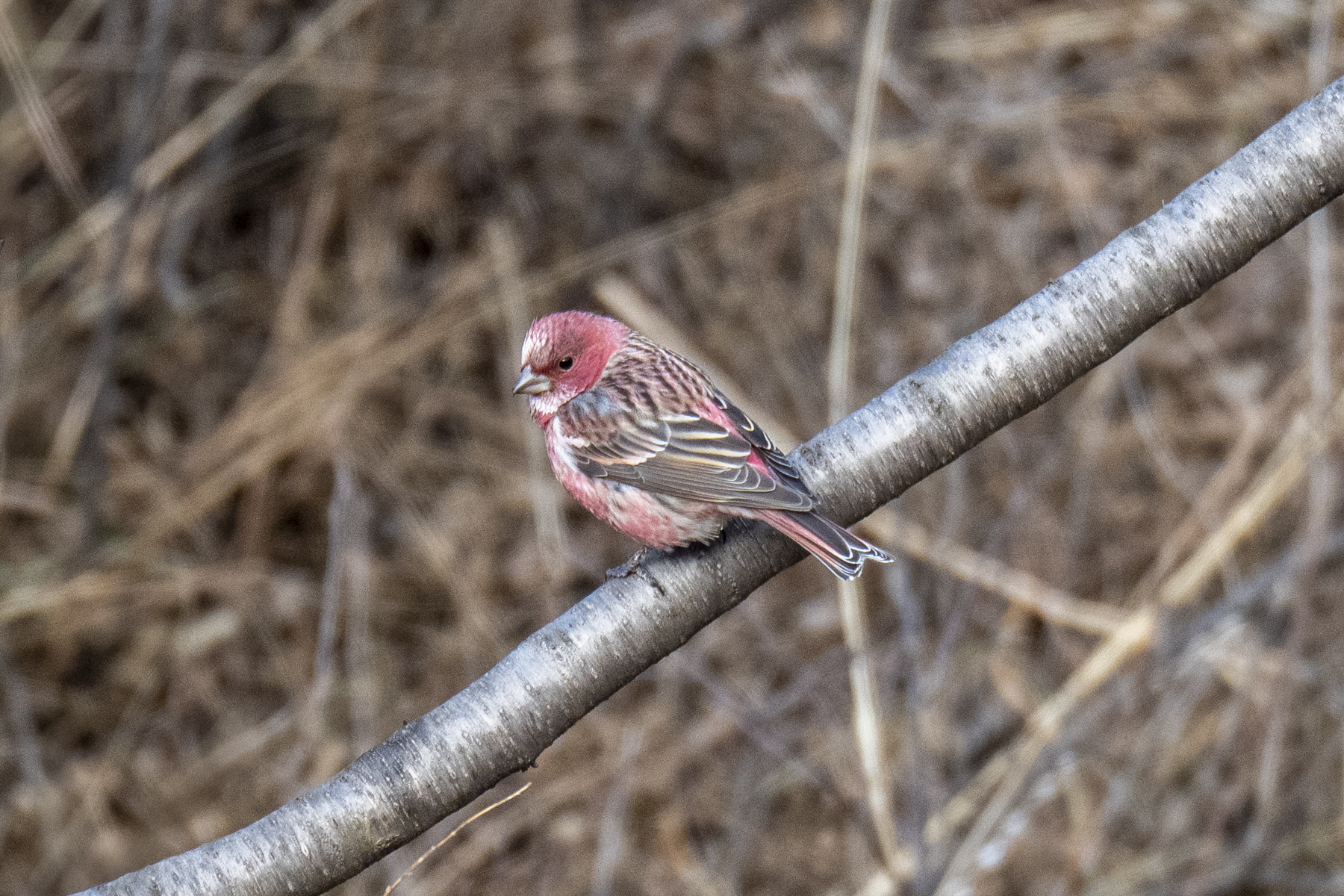 Pallas's Rosefinch (image by Mark Beaman)