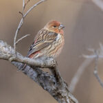 Pallas's Rosefinch female (image by Mark Beaman)
