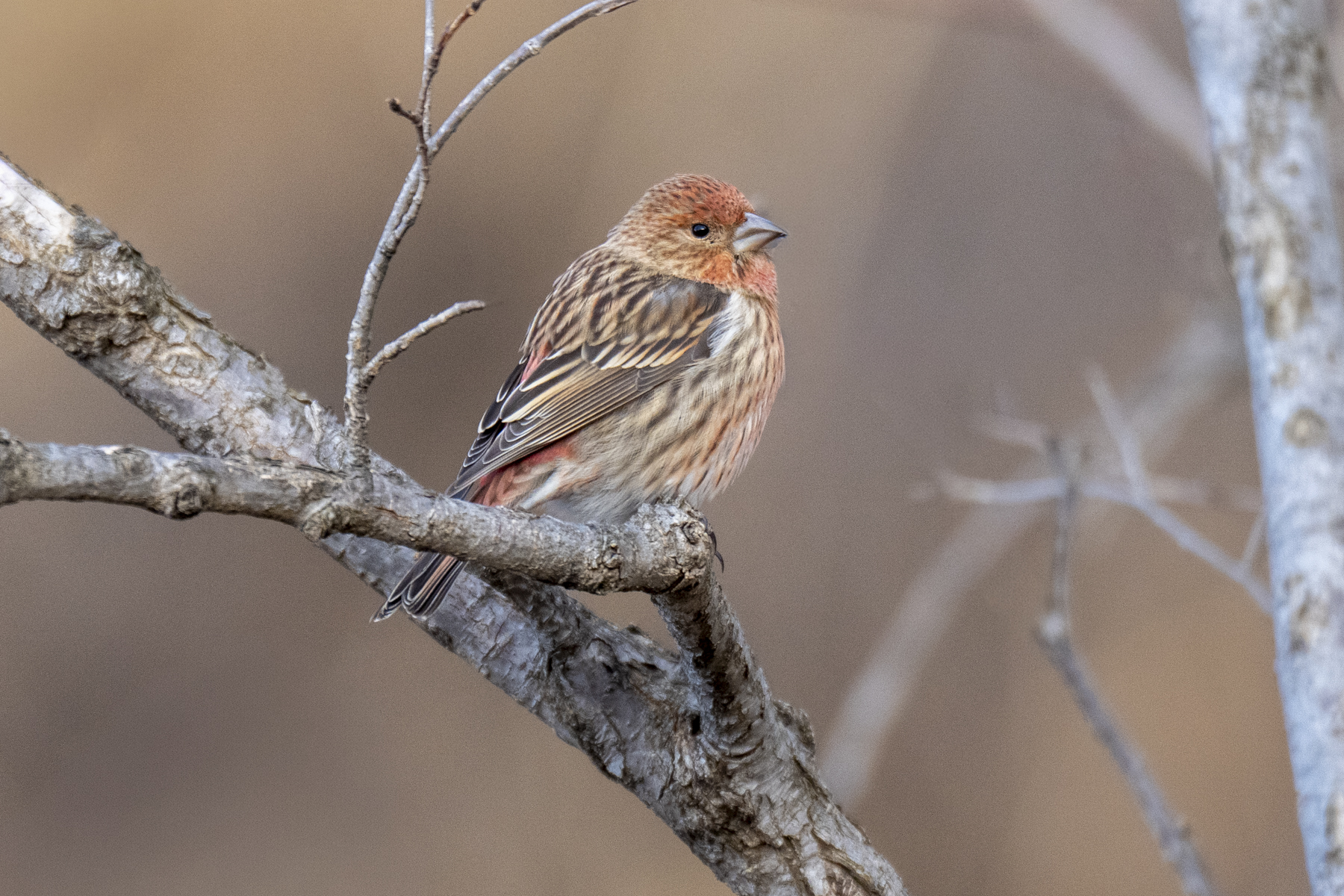 Pallas's Rosefinch female (image by Mark Beaman)