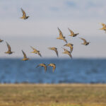 Pallas's Sandgrouse (image by Mark Beaman)