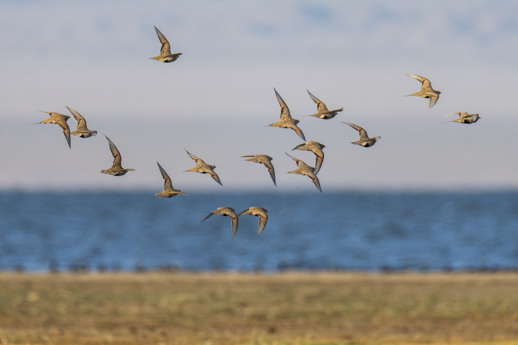 Pallas's Sandgrouse (image by Mark Beaman)