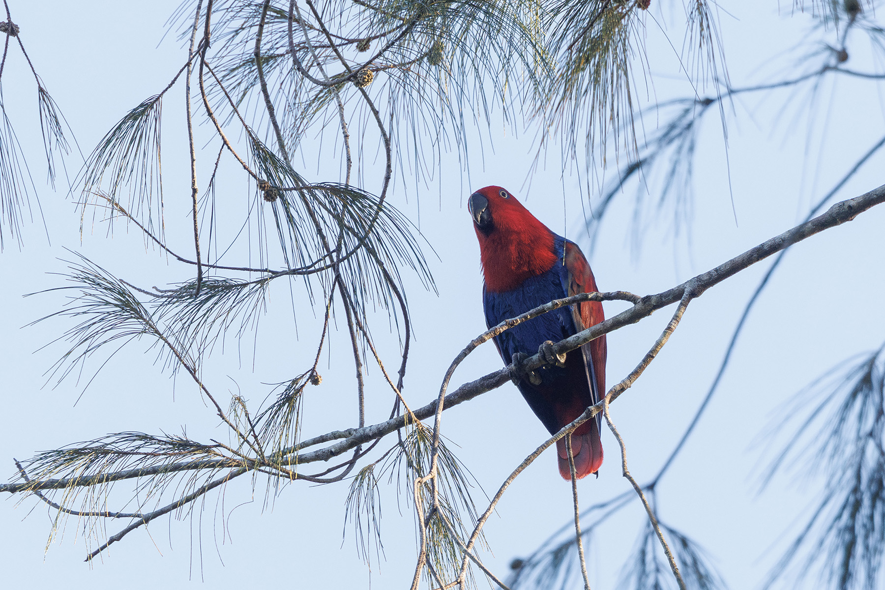 Papuan Eclectus (image by Dáni Balla)