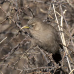 Pere David's Laughingthrush (image by Mark Beaman)
